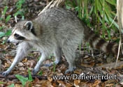 Picnic with Racoon