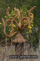 ASU Arsenal Oak