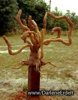 ASU Arsenal Oak