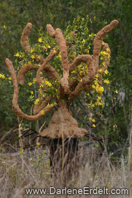 ASU Arsenal Oak
