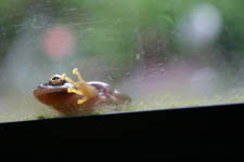Frog Awakes