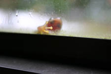 Frog Eating a Mosquito