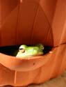 Frog In Pot